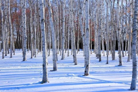 てとて、社会活動について