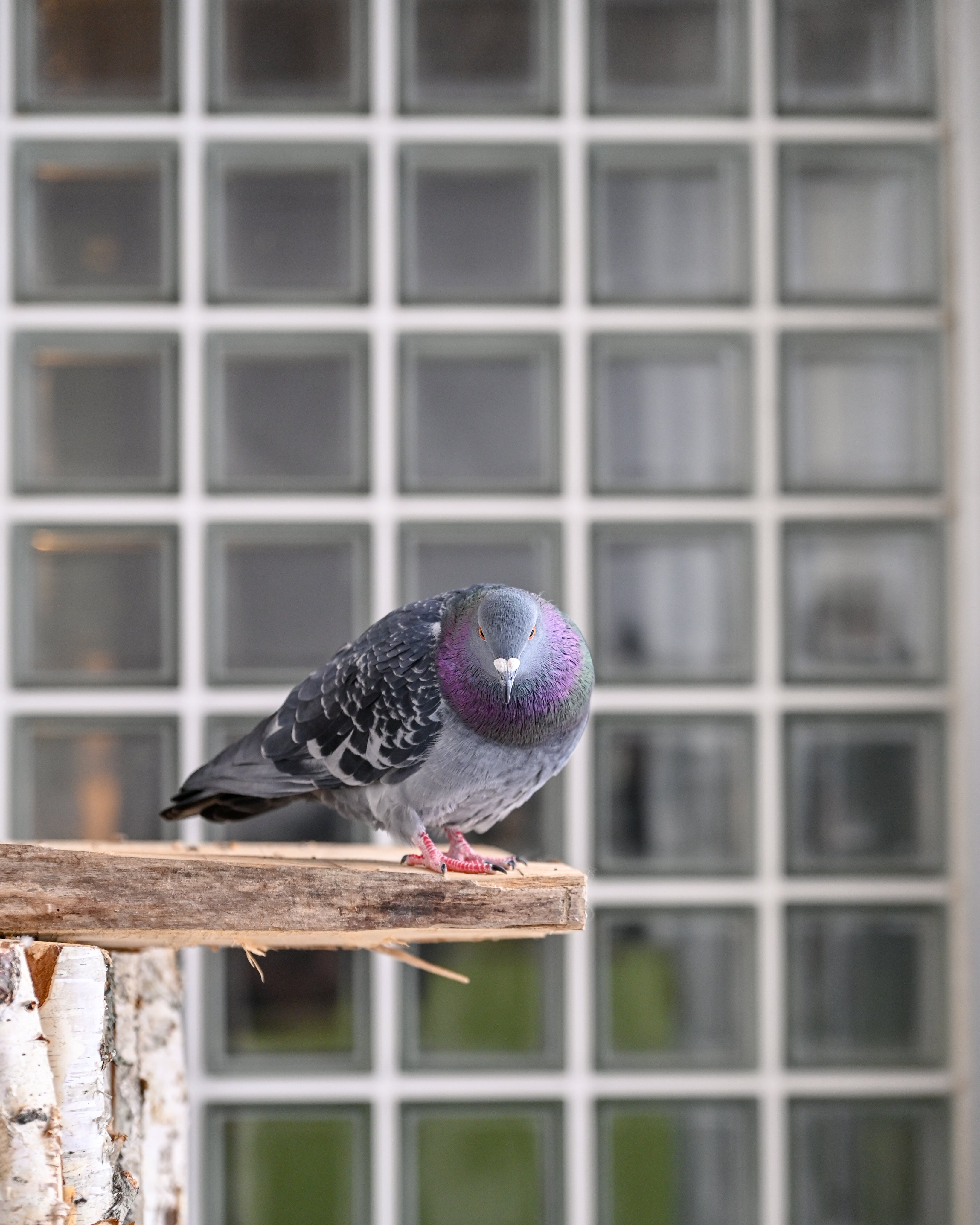 ぽっぽが教えてくれること