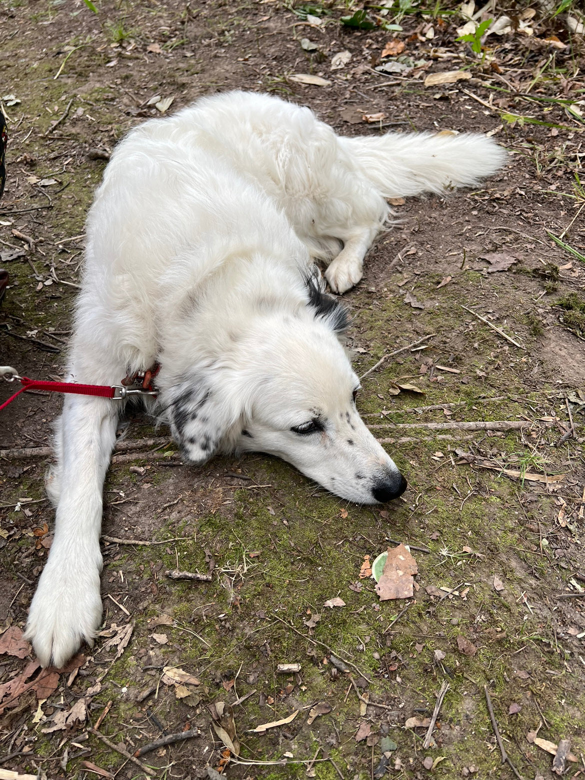 ペット(動物)と呼ばない、新しい文化へ