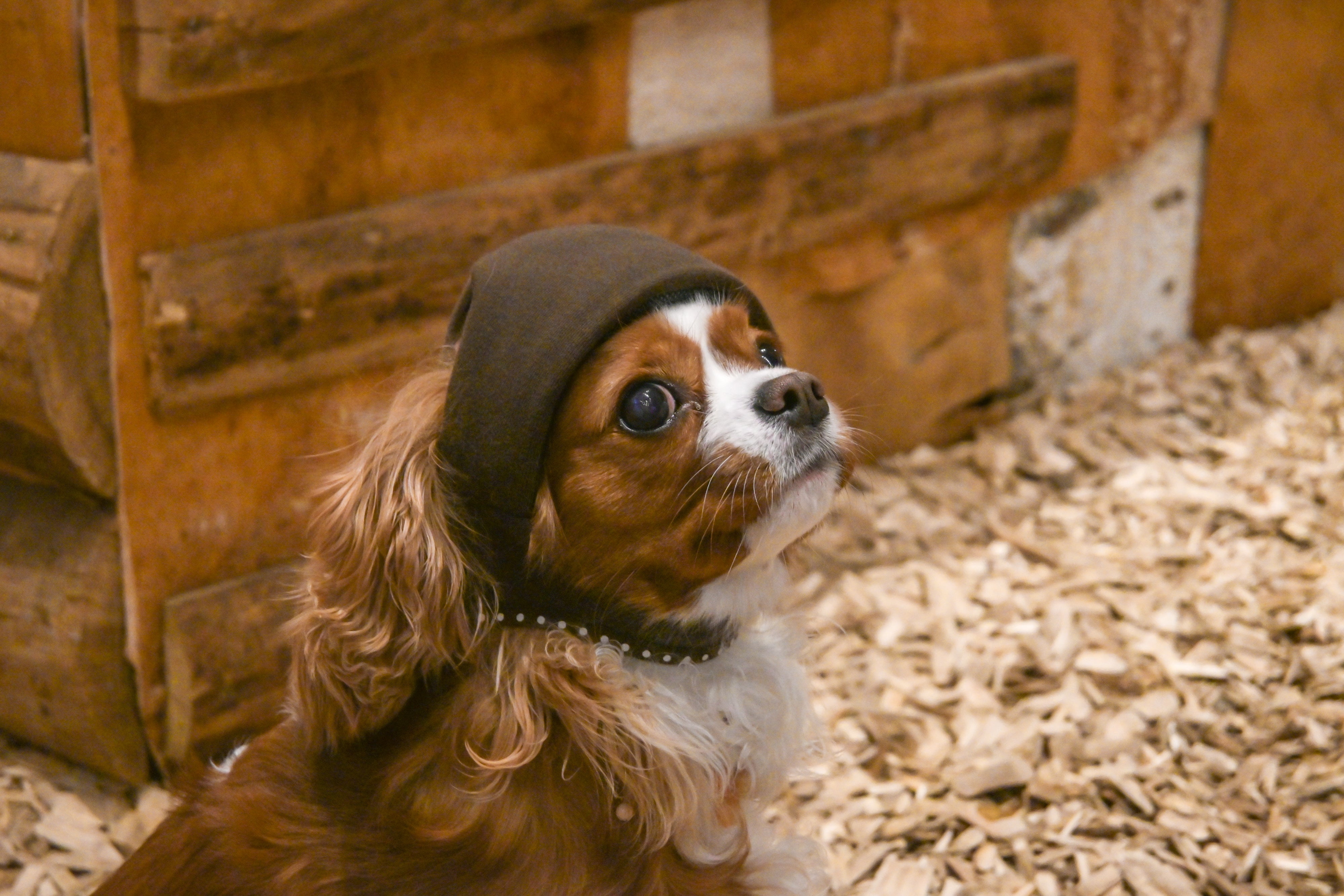 【てとて】NEWヘッドギア ズレ防止タイプ