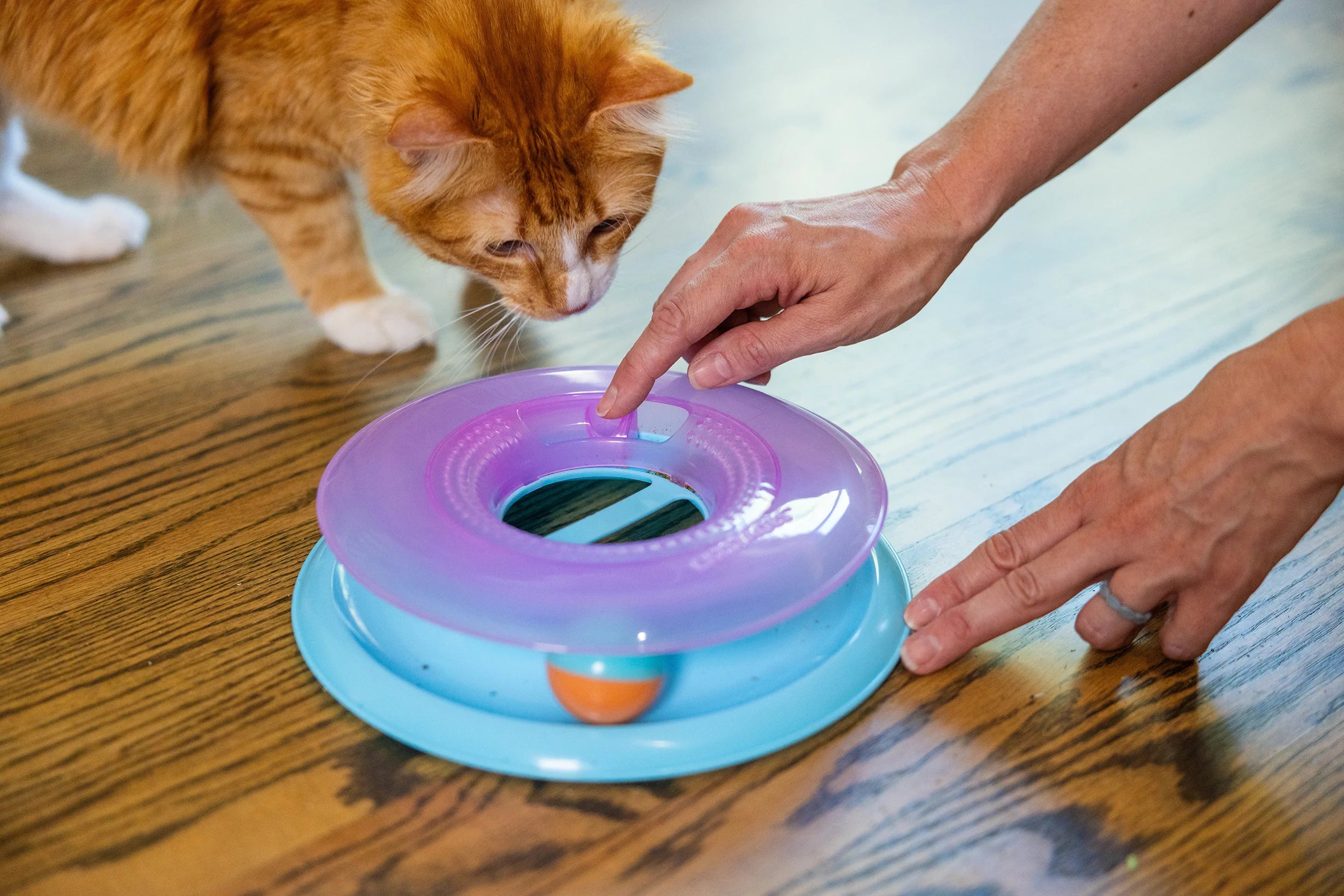 【DADWAYPET】レース・アンド・チェース