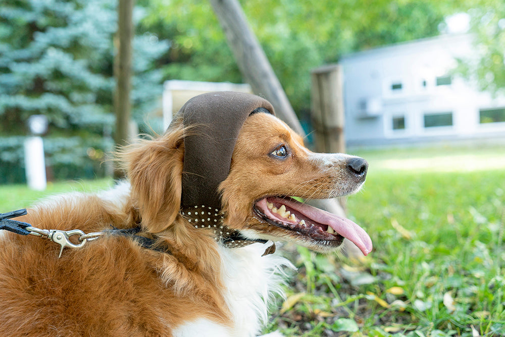 【てとて】ヘッドギア