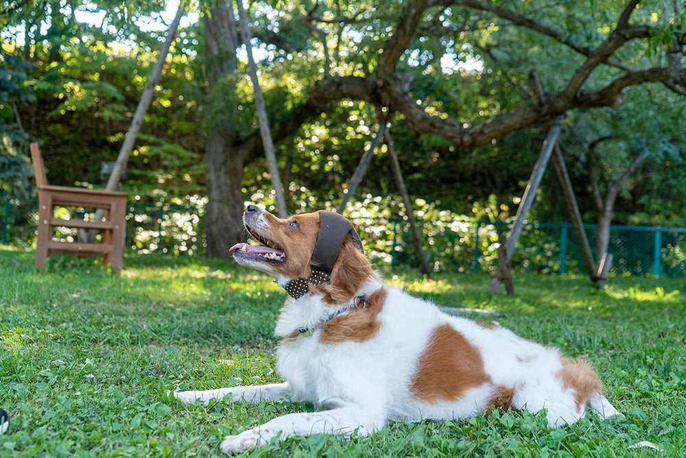 【てとて】ヘッドギア