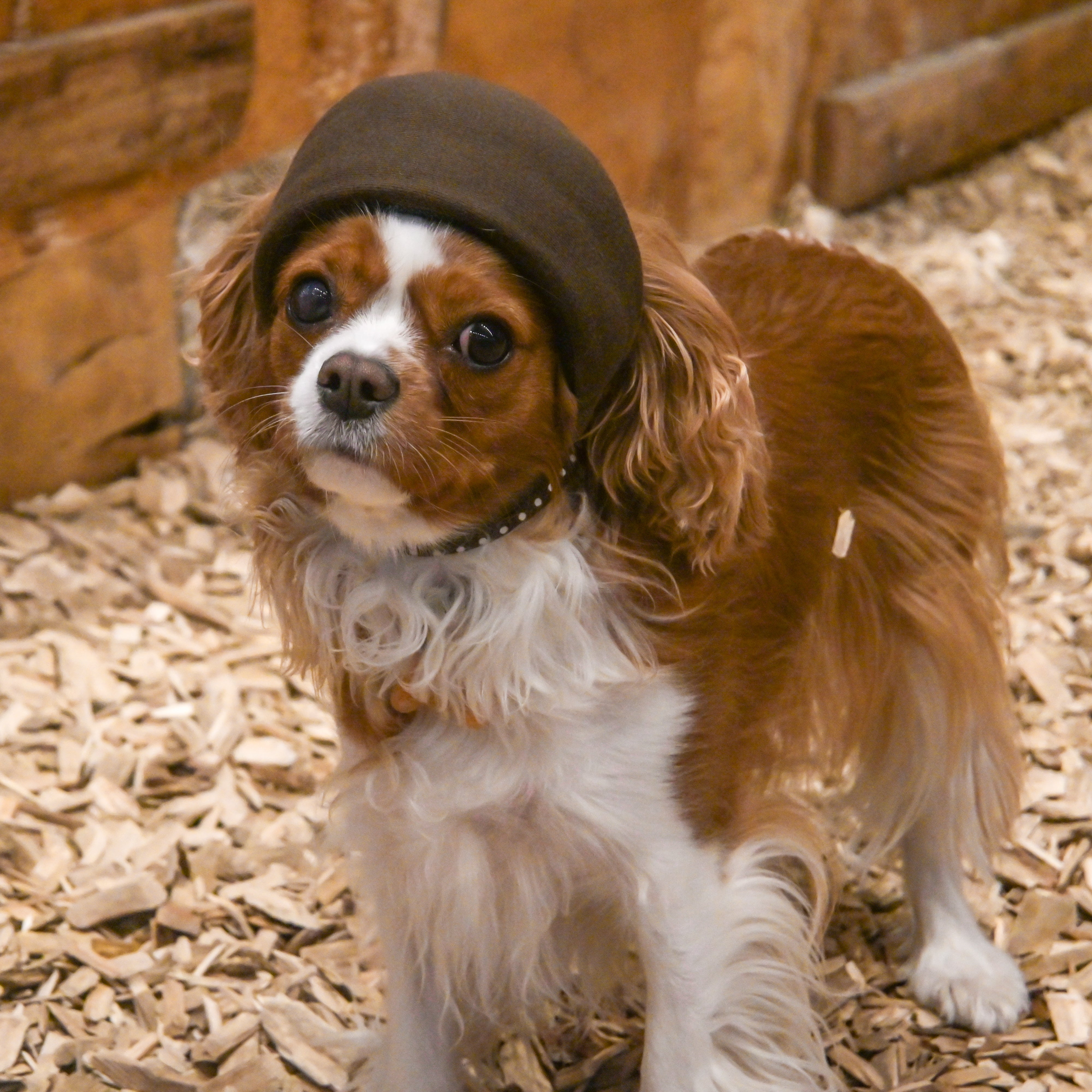 【てとて】NEWヘッドギア　ズレ防止タイプ